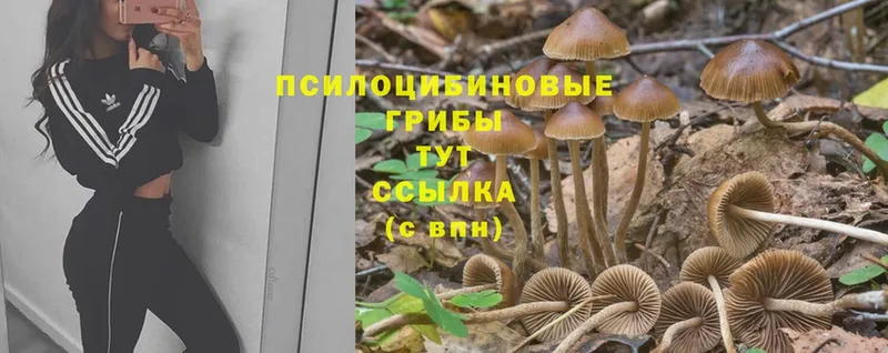 Псилоцибиновые грибы Cubensis  даркнет сайт  Алдан 